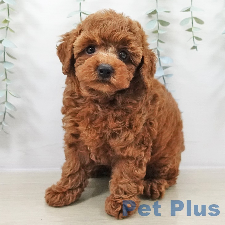 トイ・プードル