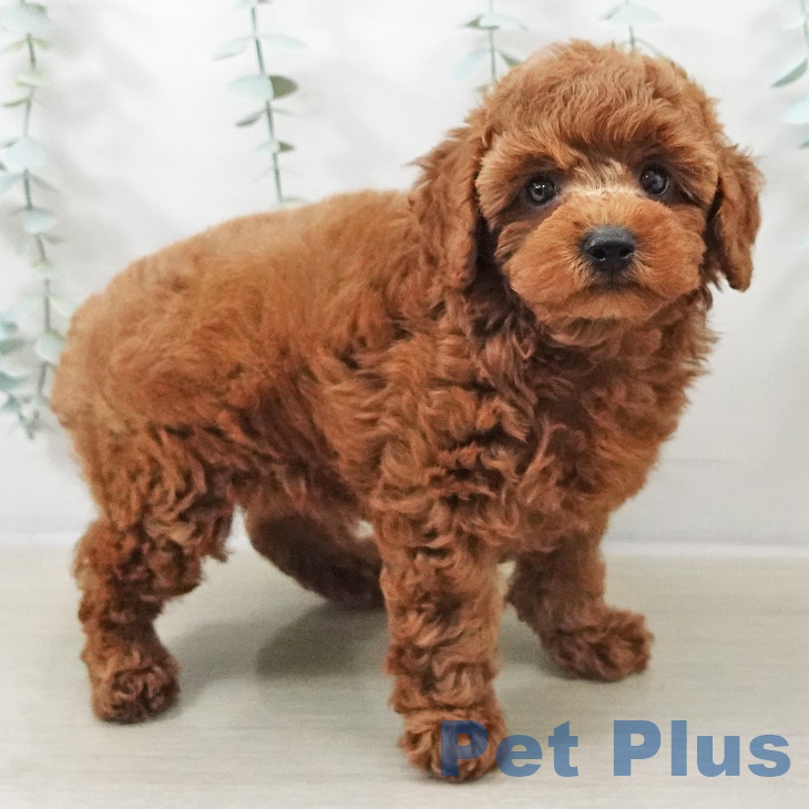 トイ・プードル