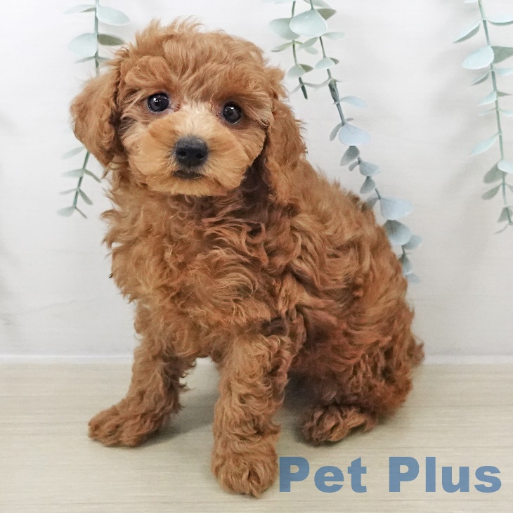 埼玉県のトイプードル(トイ) (ペットプラス 浦和美園店/2025年9月4日生まれ/女の子/レッド)の子犬の1枚目の画像