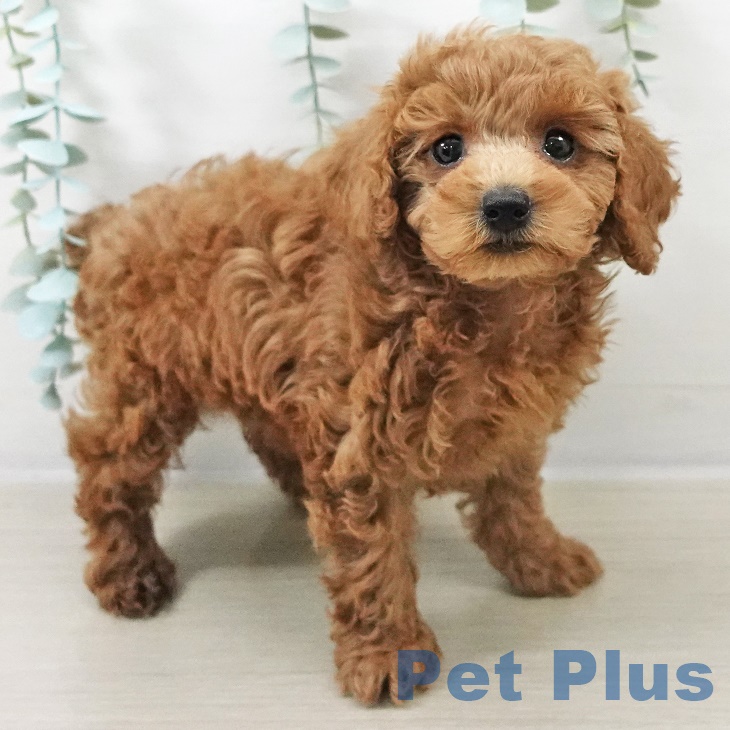 埼玉県のトイプードル(トイ) (ペットプラス 浦和美園店/2025年9月4日生まれ/女の子/レッド)の子犬の2枚目の画像