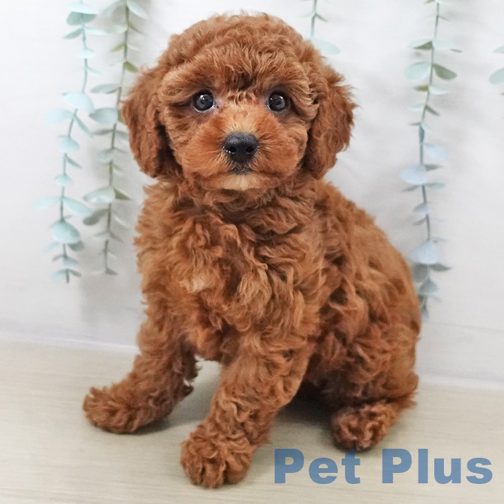 埼玉県のトイプードル(トイ) (ペットプラス 羽生店/2025年9月4日生まれ/女の子/レッド)の子犬の1枚目の画像