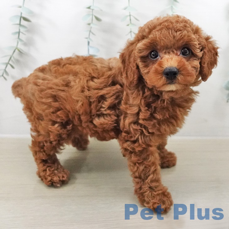 埼玉県のトイプードル(トイ) (ペットプラス 羽生店/2025年9月4日生まれ/女の子/レッド)の子犬の2枚目の画像