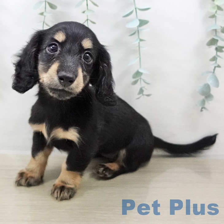 カニーンヘン・ダックスフンド