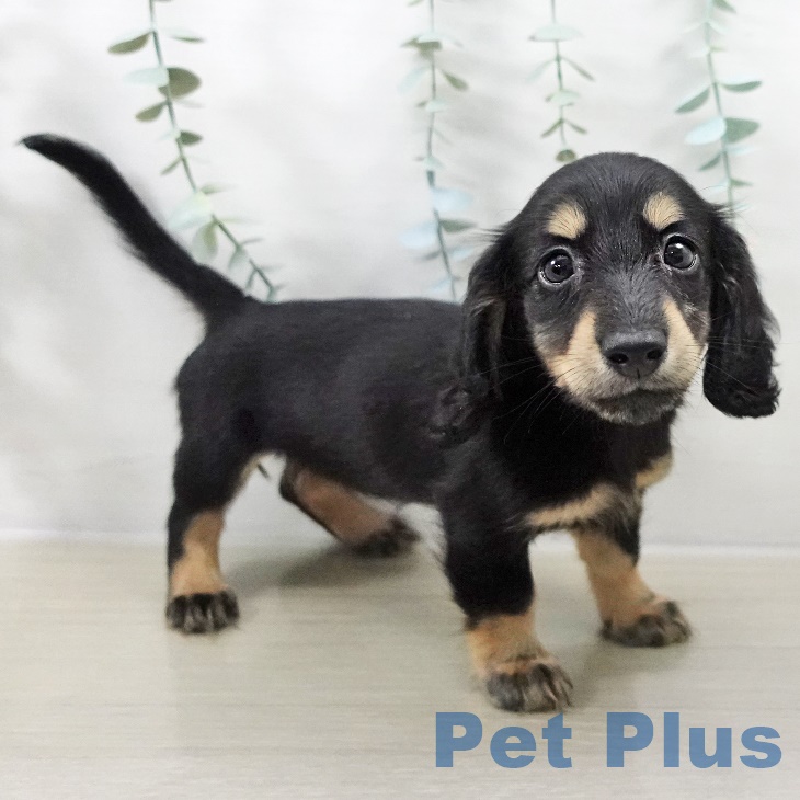 カニーンヘン・ダックスフンドの写真2