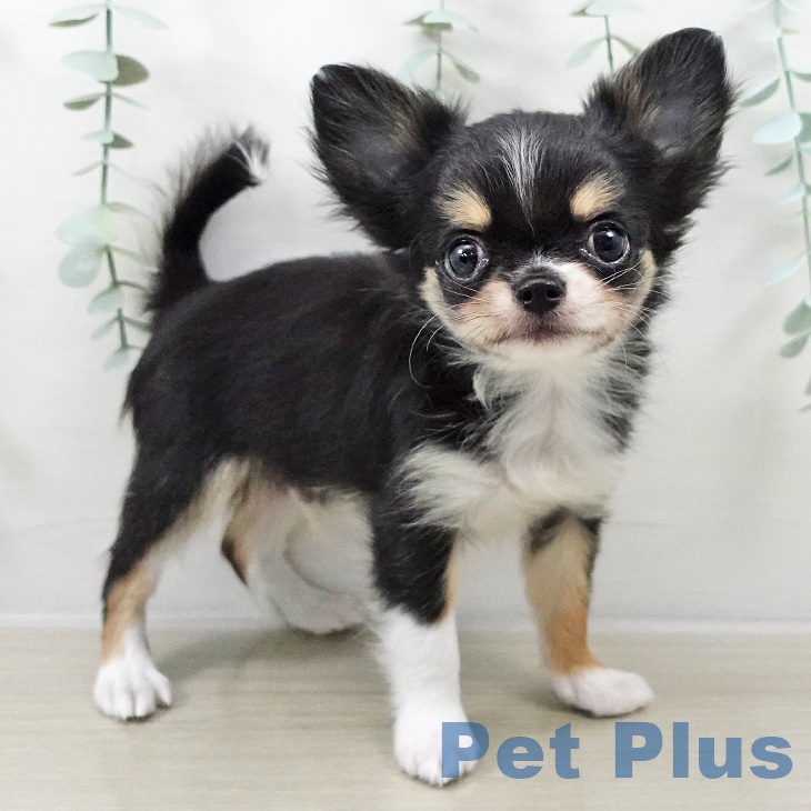 埼玉県のチワワ(ロング) (ペットプラス 羽生店/2025年9月3日生まれ/男の子/ブラックタンホワイト)の子犬の1枚目の画像