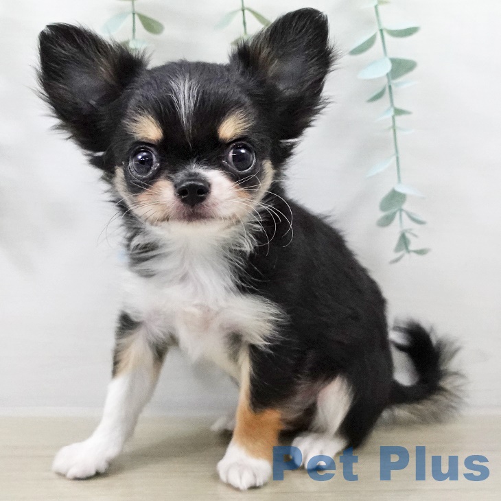 埼玉県のチワワ(ロング) (ペットプラス 羽生店/2025年9月3日生まれ/男の子/ブラックタンホワイト)の子犬の2枚目の画像