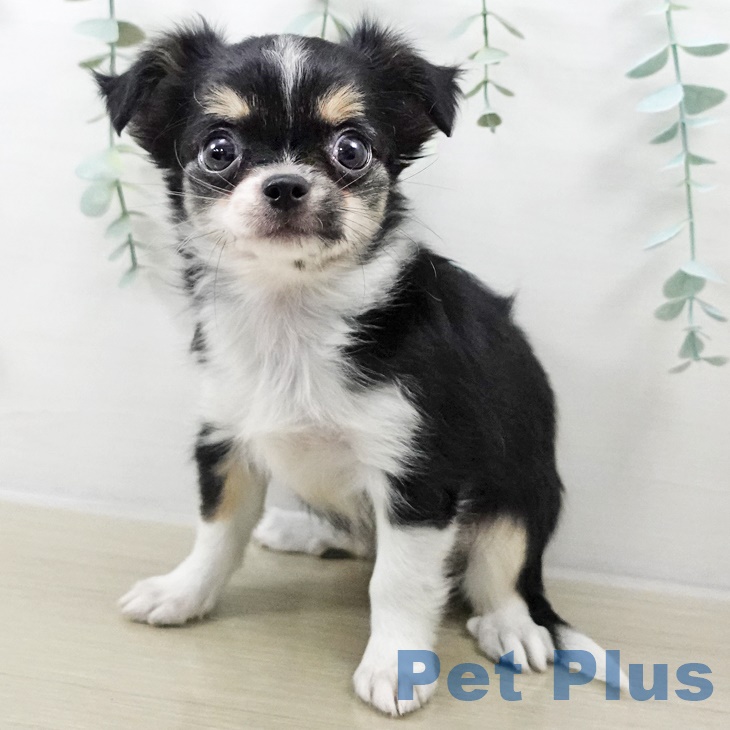 山梨県のチワワ(ロング) (ペットプラス 甲府国母店/2025年9月3日生まれ/女の子/ブラックタンホワイト)の子犬の2枚目の画像