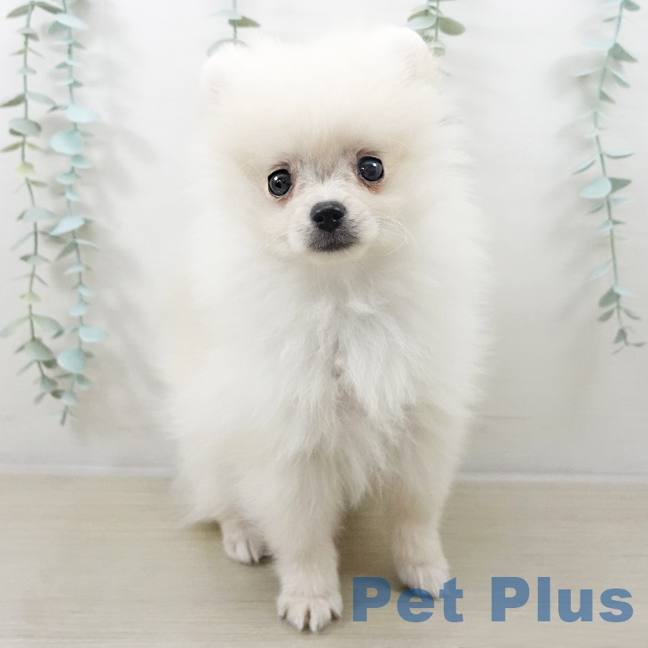 茨城県のポメラニアン (ペッツワン つくば店/2025年8月8日生まれ/男の子/クリーム)の子犬の1枚目の画像