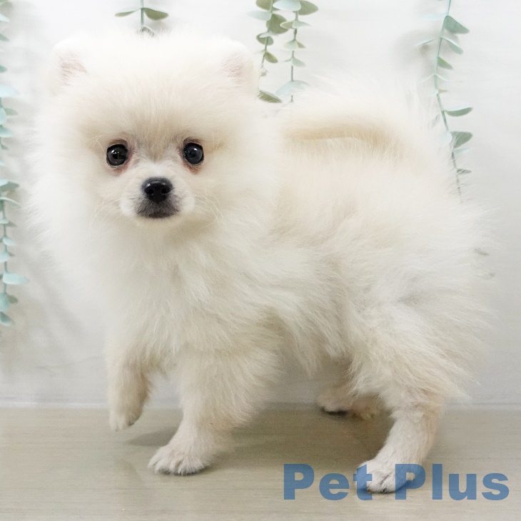 茨城県のポメラニアン (ペッツワン つくば店/2025年8月8日生まれ/男の子/クリーム)の子犬の2枚目の画像