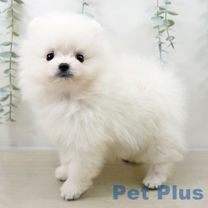 東京都のポメラニアン (ペットプラス アクアシティお台場店/2025年9月1日生まれ/女の子/クリーム)の子犬の1枚目の画像
