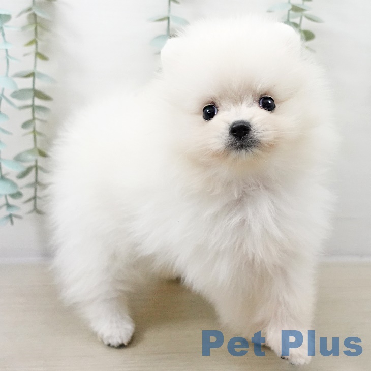 東京都のポメラニアン (ペットプラス アクアシティお台場店/2025年9月1日生まれ/女の子/クリーム)の子犬の2枚目の画像