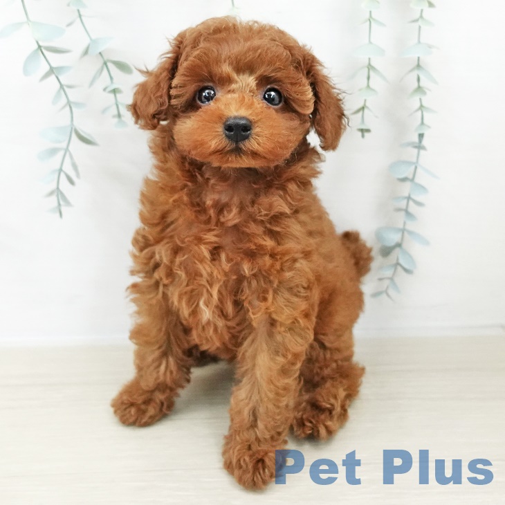 トイ・プードル