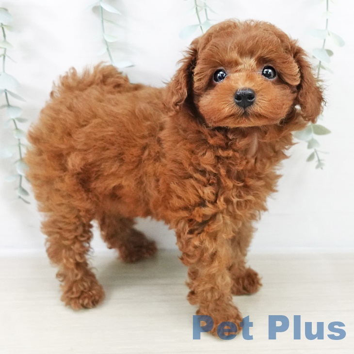 トイ・プードルの写真2