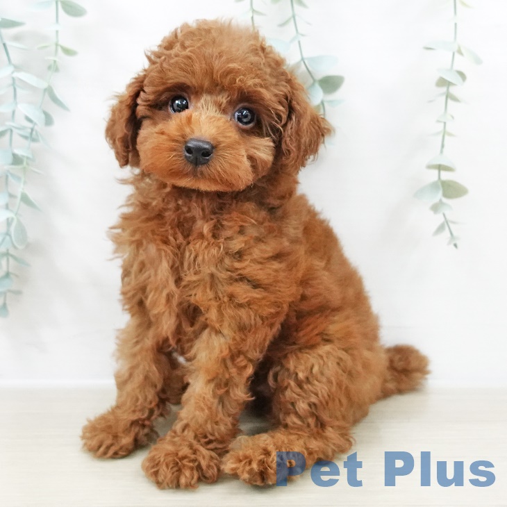 トイ・プードル