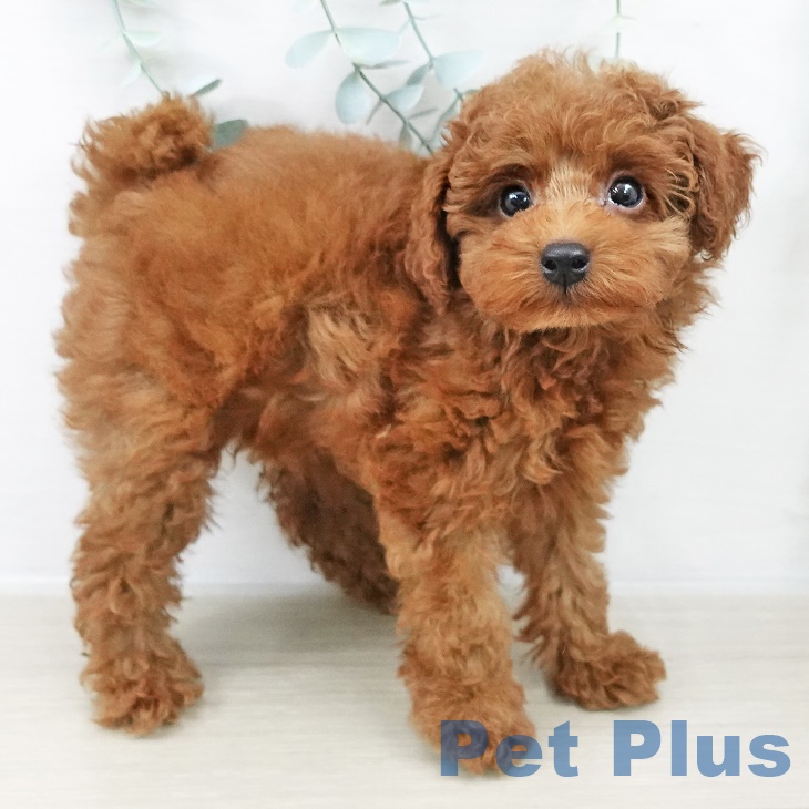 トイ・プードル