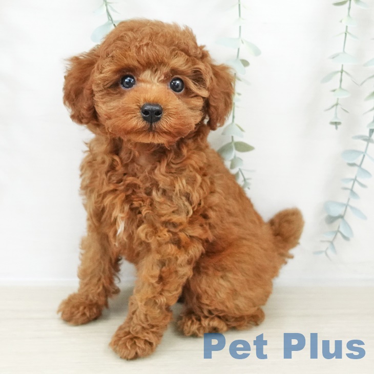 トイ・プードル