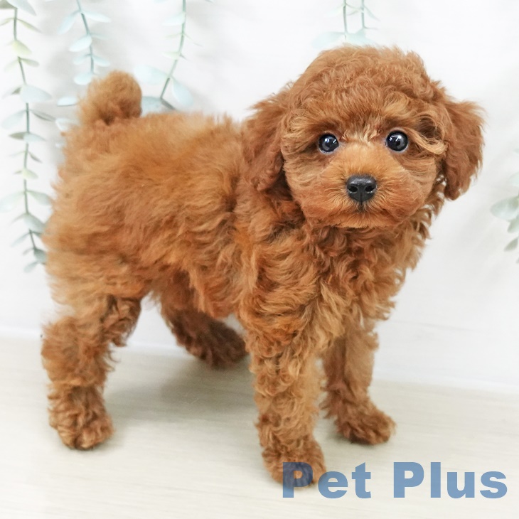 トイ・プードル