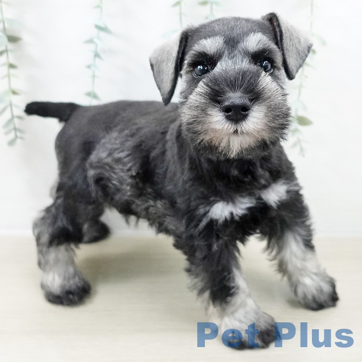 埼玉県のミニチュアシュナウザー (ペットプラス 羽生店/2025年9月4日生まれ/男の子/ソルトペッパー)の子犬の1枚目の画像