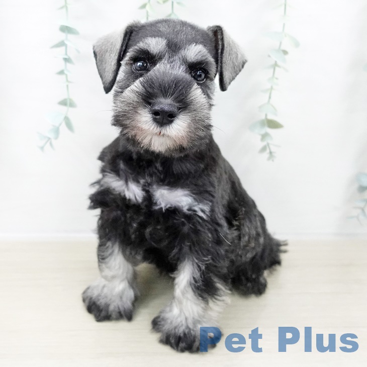 埼玉県のミニチュアシュナウザー (ペットプラス 羽生店/2025年9月4日生まれ/男の子/ソルトペッパー)の子犬の2枚目の画像