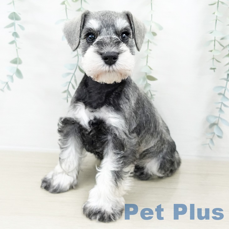 神奈川県のミニチュアシュナウザー (ペットプラス 天王町店/2025年9月4日生まれ/男の子/ソルトペッパー)の子犬