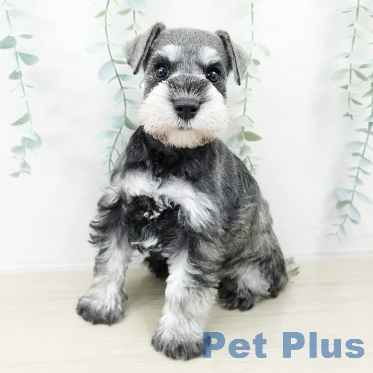 長野県のミニチュアシュナウザー (ペットプラス 須坂店/2025年9月4日生まれ/女の子/ソルトペッパー)の子犬の1枚目の画像