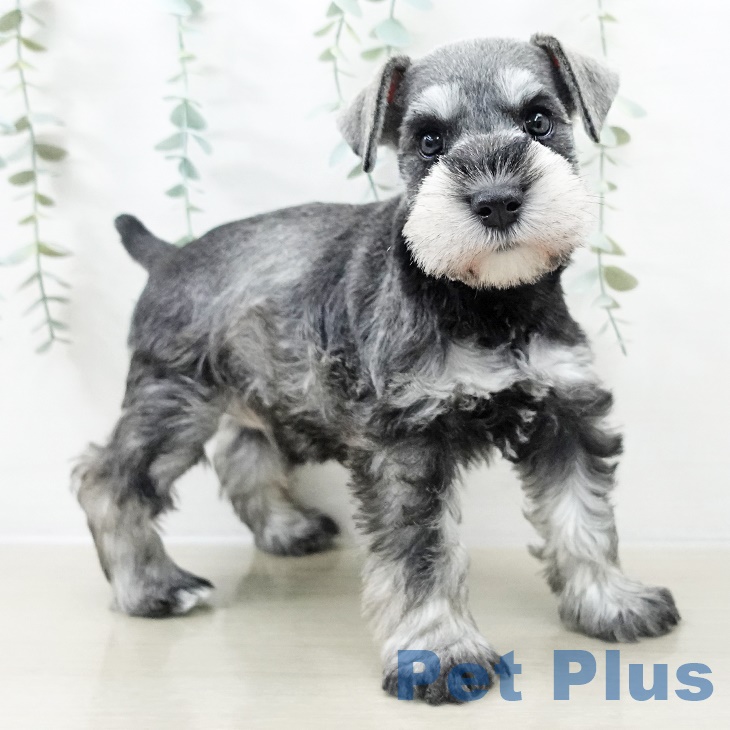 長野県のミニチュアシュナウザー (ペットプラス 須坂店/2025年9月4日生まれ/女の子/ソルトペッパー)の子犬の2枚目の画像