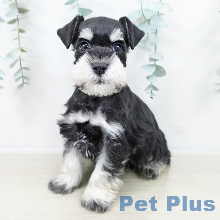 埼玉県のミニチュアシュナウザー (ペットプラス コクーンシティ店/2025年9月5日生まれ/男の子/ブラックシルバー)の子犬の1枚目の画像