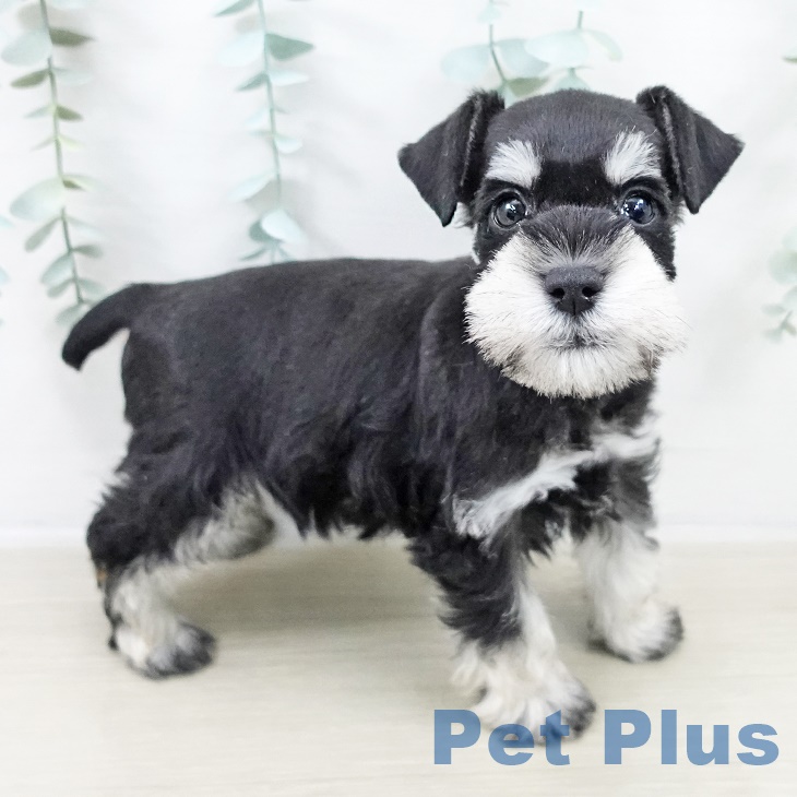 埼玉県のミニチュアシュナウザー (ペットプラス コクーンシティ店/2025年9月5日生まれ/男の子/ブラックシルバー)の子犬の2枚目の画像