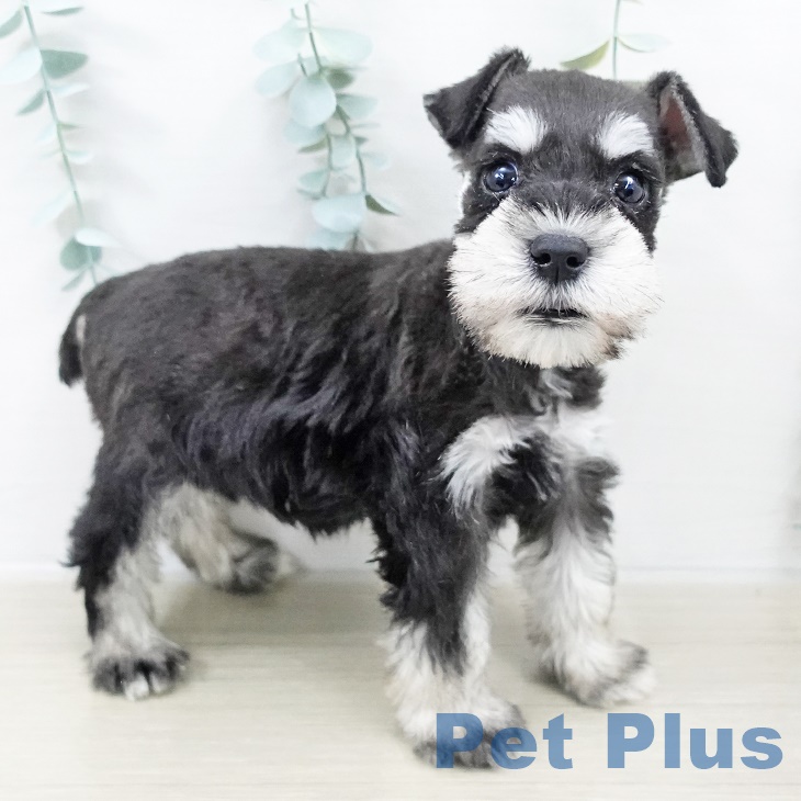 長野県のミニチュアシュナウザー (ペットプラス 松本店/2025年9月5日生まれ/男の子/ブラックシルバー)の子犬の1枚目の画像