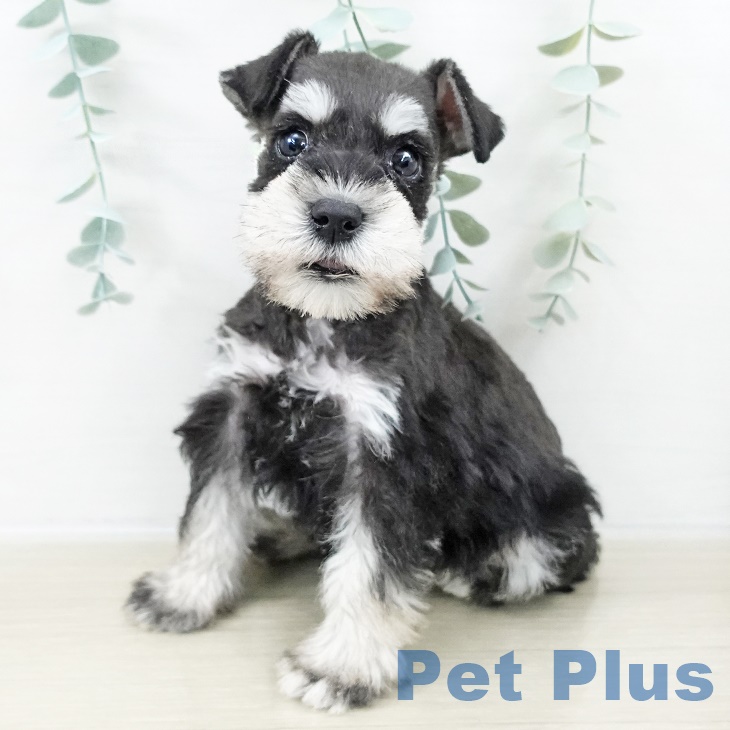 長野県のミニチュアシュナウザー (ペットプラス 松本店/2025年9月5日生まれ/男の子/ブラックシルバー)の子犬の2枚目の画像