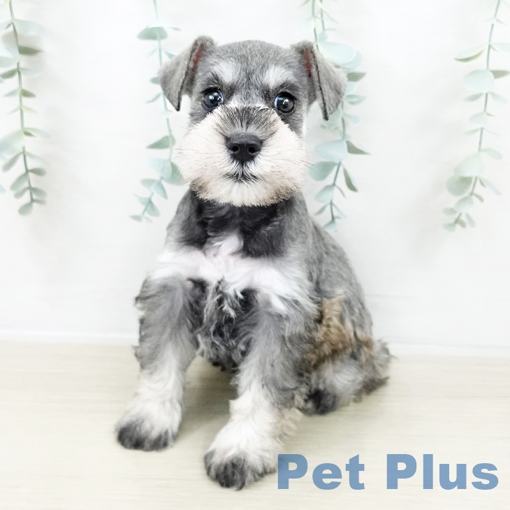 茨城県のミニチュアシュナウザー (ペットプラス つくば店/2025年9月5日生まれ/女の子/ソルトペッパー)の子犬の1枚目の画像
