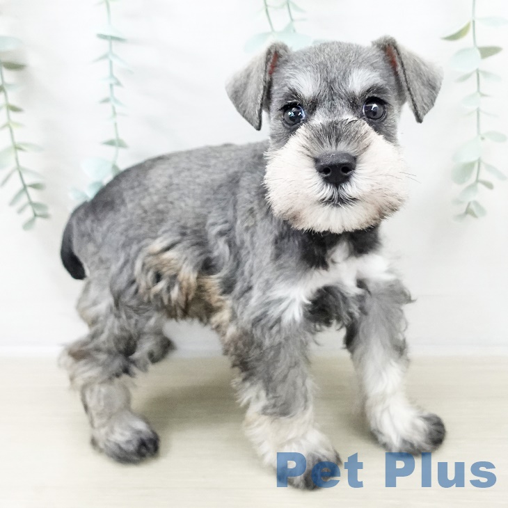 茨城県のミニチュアシュナウザー (ペットプラス つくば店/2025年9月5日生まれ/女の子/ソルトペッパー)の子犬の2枚目の画像