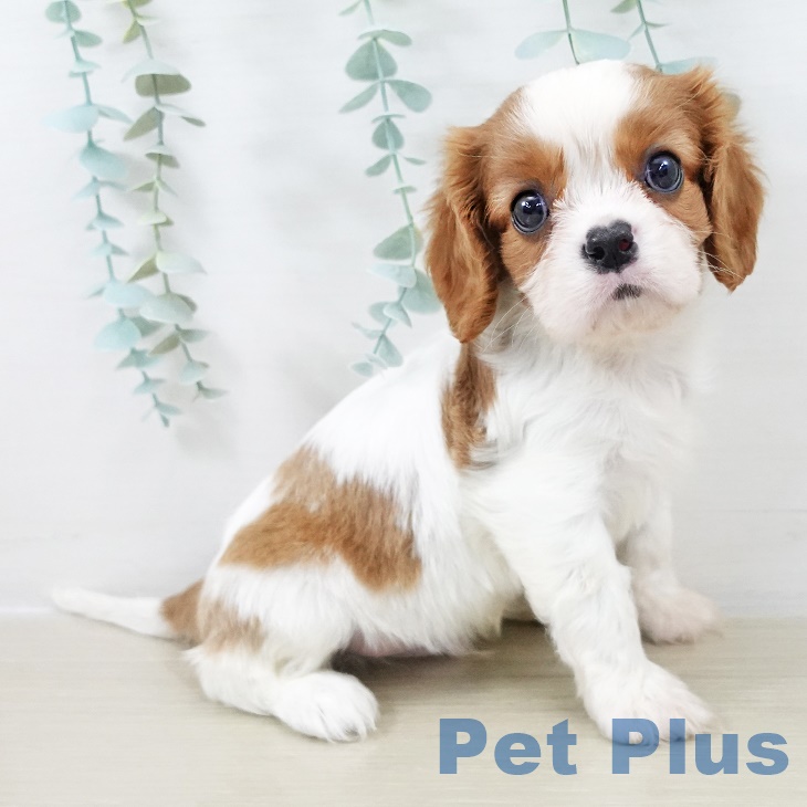 キャバリア・キングチャールズ・スパニエル