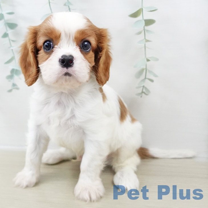 キャバリア・キングチャールズ・スパニエル