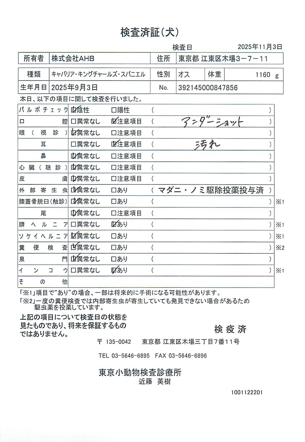 キャバリア・キングチャールズ・スパニエル