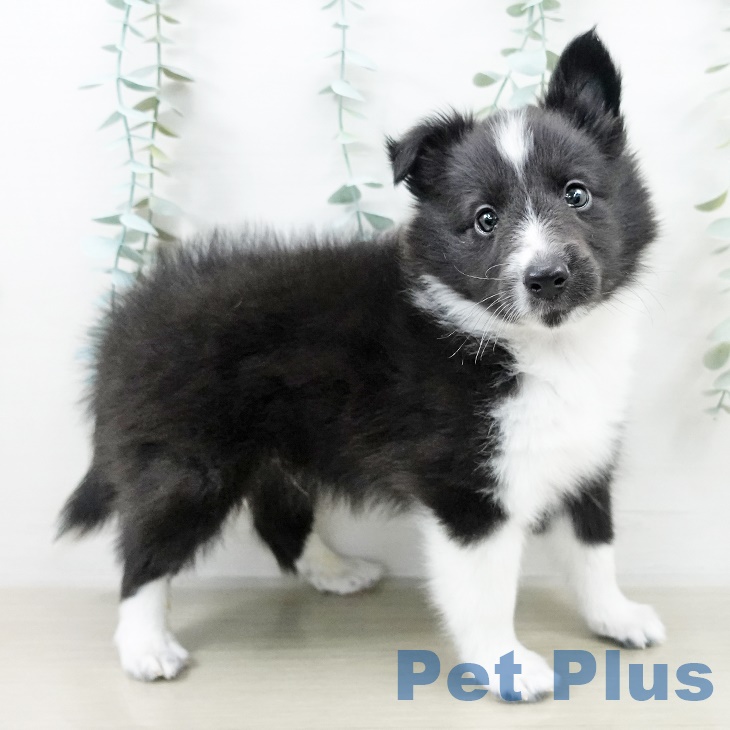 シェットランド・シープドッグ