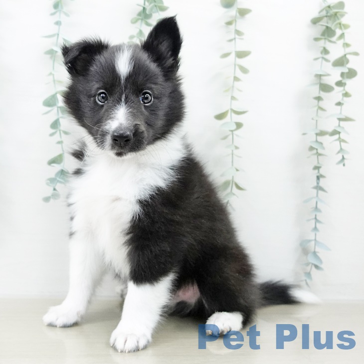 シェットランド・シープドッグ