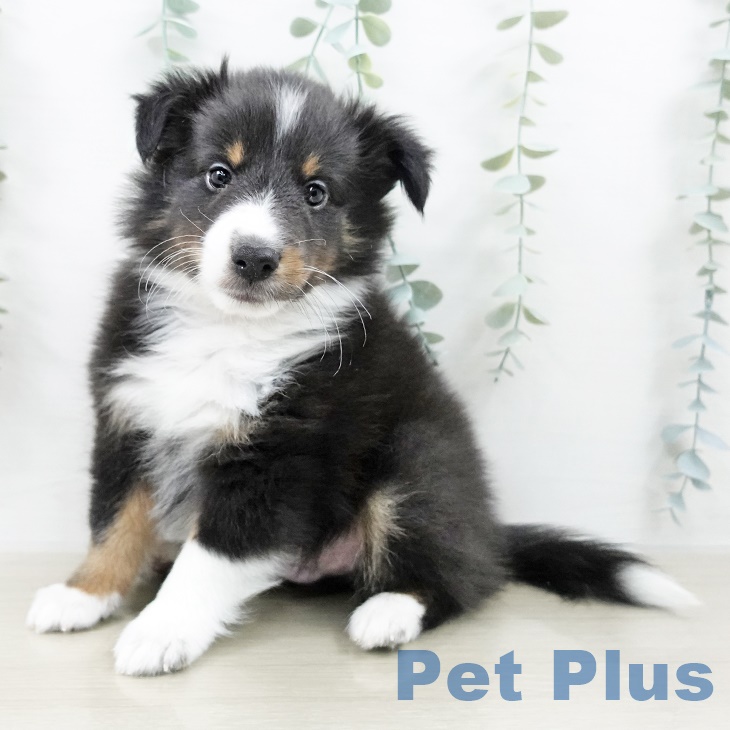 シェットランド・シープドッグ