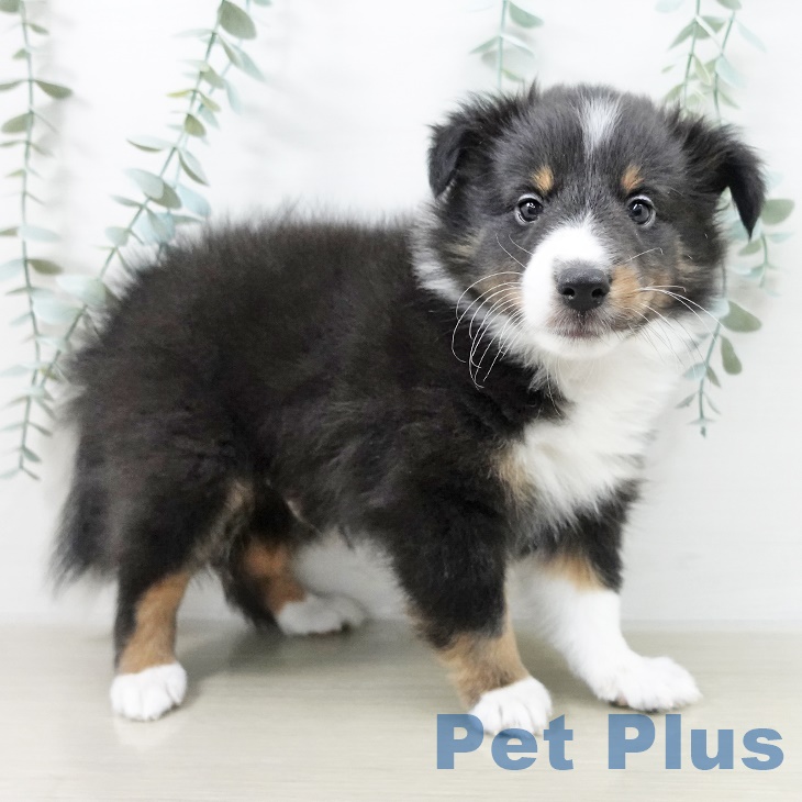 シェットランド・シープドッグ