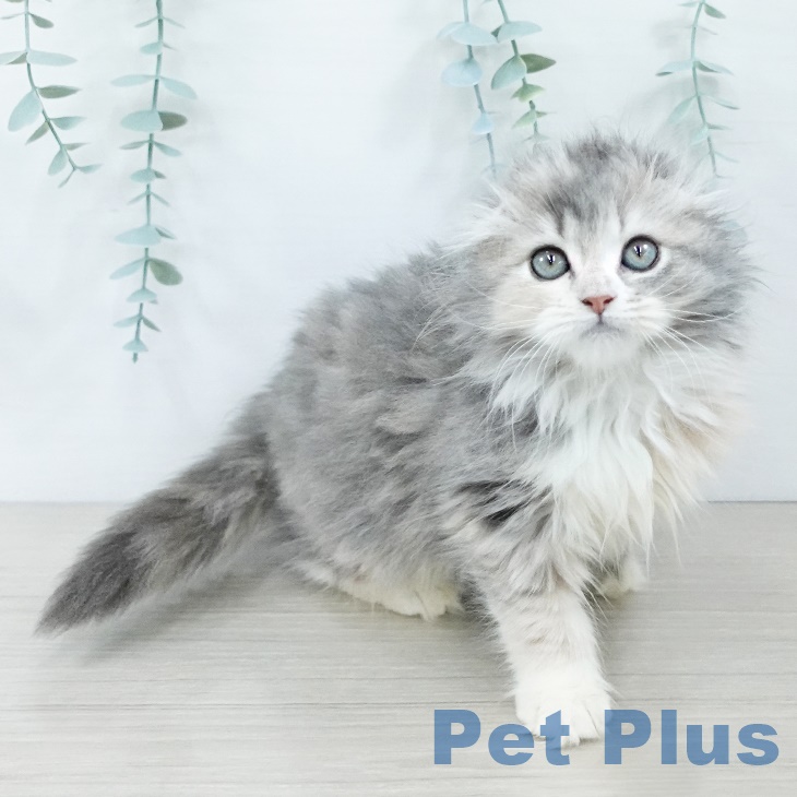 熊本県のスコティッシュフォールド (ペットプラス 熊本店/2025年8月15日生まれ/女の子/ダイリュートキャリコ)の子猫