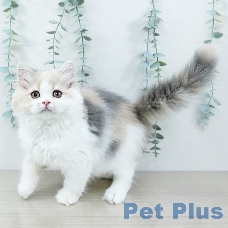 スコティッシュフォールド