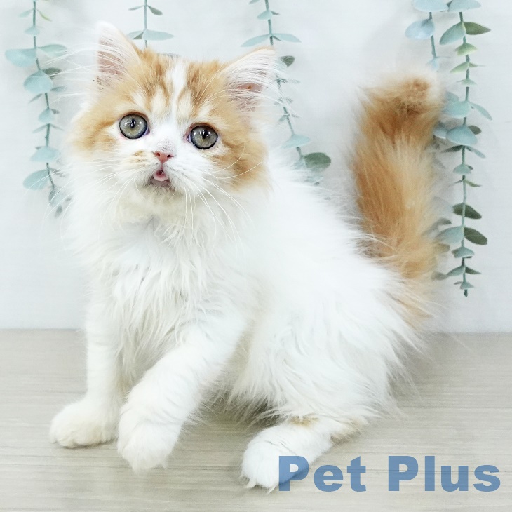 スコティッシュフォールド