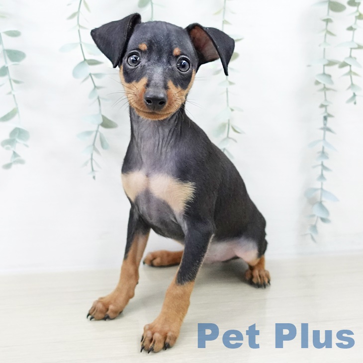 山梨県のミニチュアピンシャー (ペットプラス 甲府昭和店/2025年9月4日生まれ/男の子/ブラックタン)の子犬の1枚目の画像