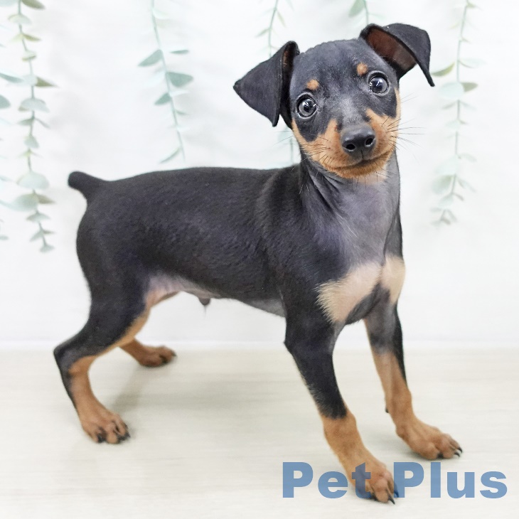 山梨県のミニチュアピンシャー (ペットプラス 甲府昭和店/2025年9月4日生まれ/男の子/ブラックタン)の子犬の2枚目の画像