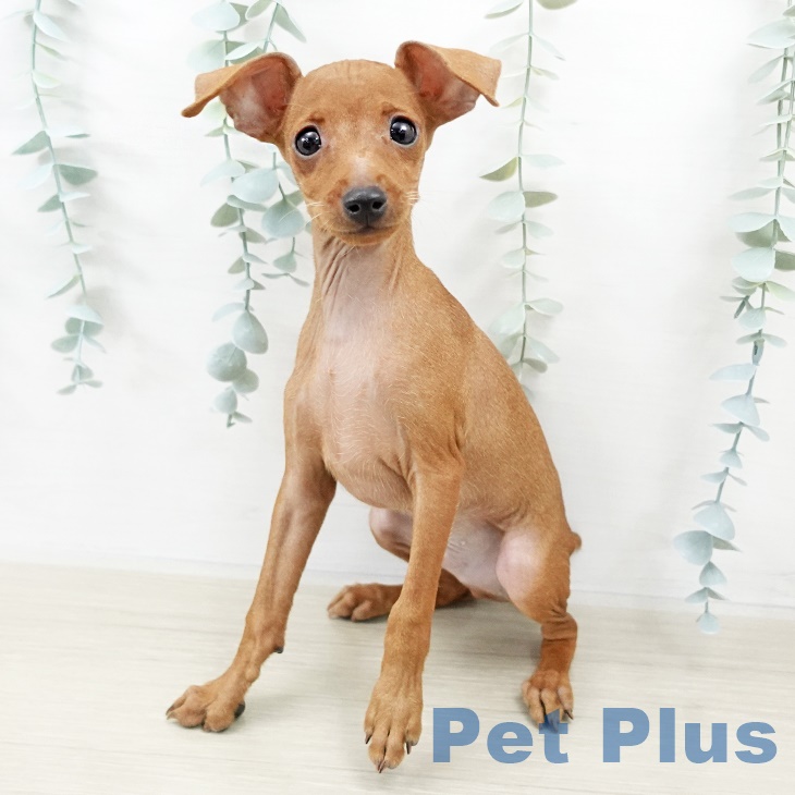 埼玉県のミニチュアピンシャー (ペットプラス 与野店/2025年8月24日生まれ/男の子/レッド)の子犬