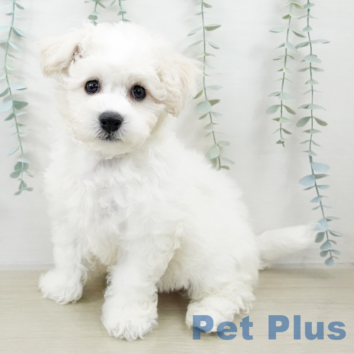 福島県のビションフリーゼ (ペットプラス 福島店/2025年8月15日生まれ/男の子/ホワイト)の子犬の1枚目の画像