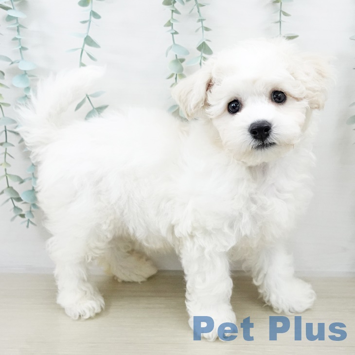 福島県のビションフリーゼ (ペットプラス 福島店/2025年8月15日生まれ/男の子/ホワイト)の子犬の2枚目の画像