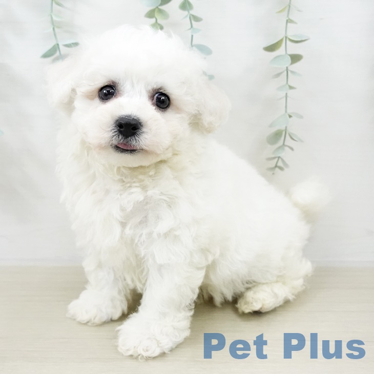 岩手県のビションフリーゼ (ペットプラス 盛岡南店/2025年9月5日生まれ/男の子/ホワイト)の子犬の1枚目の画像