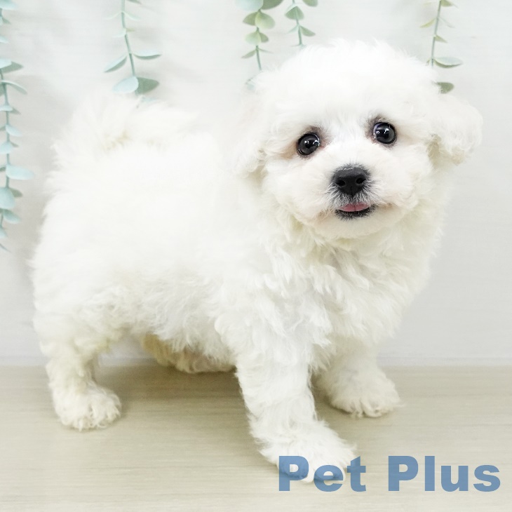 岩手県のビションフリーゼ (ペットプラス 盛岡南店/2025年9月5日生まれ/男の子/ホワイト)の子犬の2枚目の画像