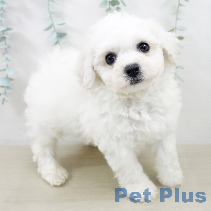 ビション・フリーゼの写真2